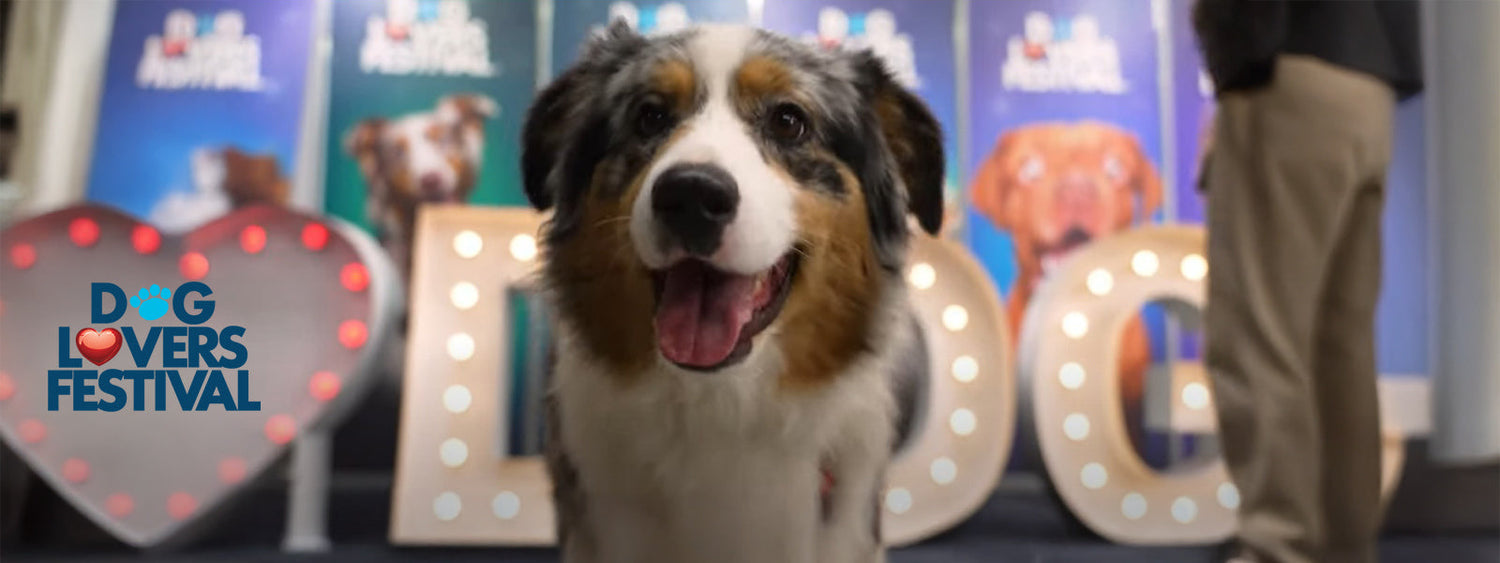 Smiling Australian Shepherd dog at the Dog Lovers Festival Sydney with glowing festival signage and heart-shaped lights in the background.