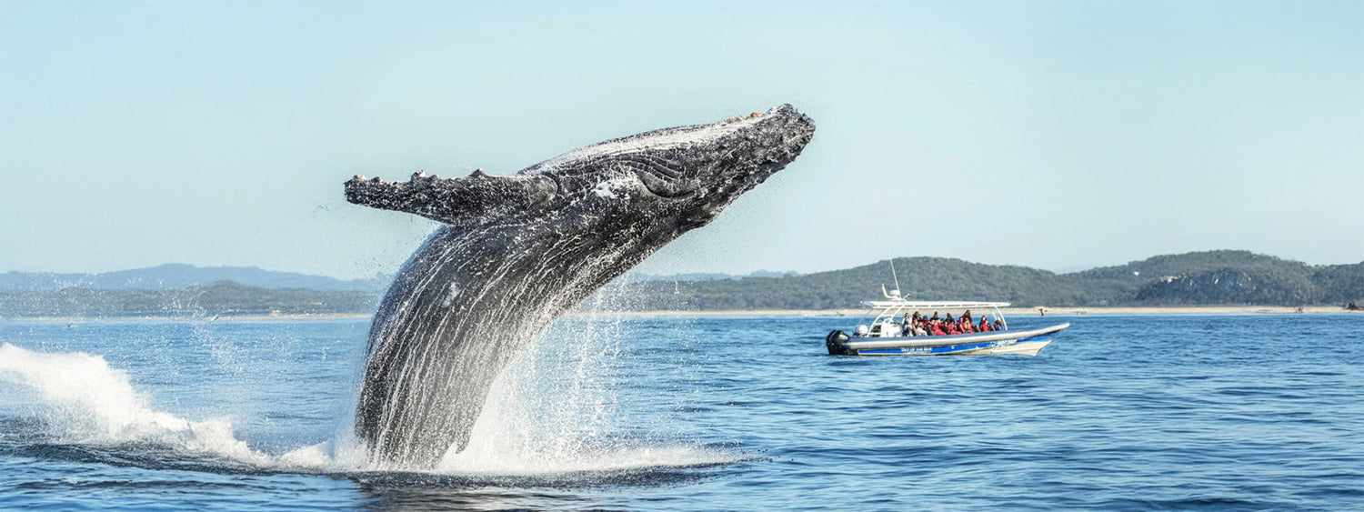 Out of the Blue – Whale Watching with Soul