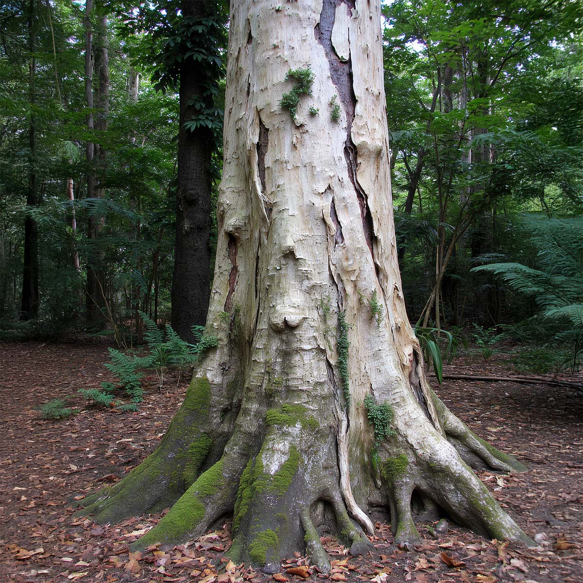 Dragon’s Blood Resin (Croton Lechleri Sap) – BioHax Wellness