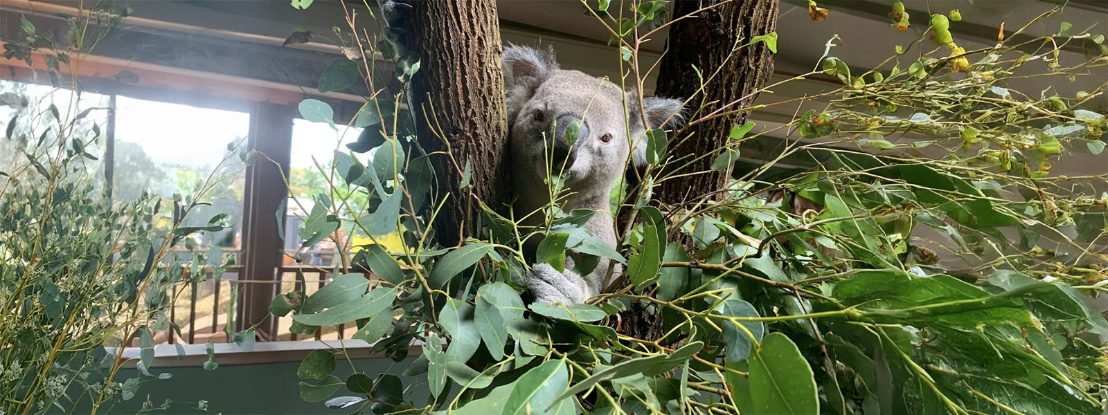 Byron Bay Wildlife Sanctuary – Wildlife with Purpose
