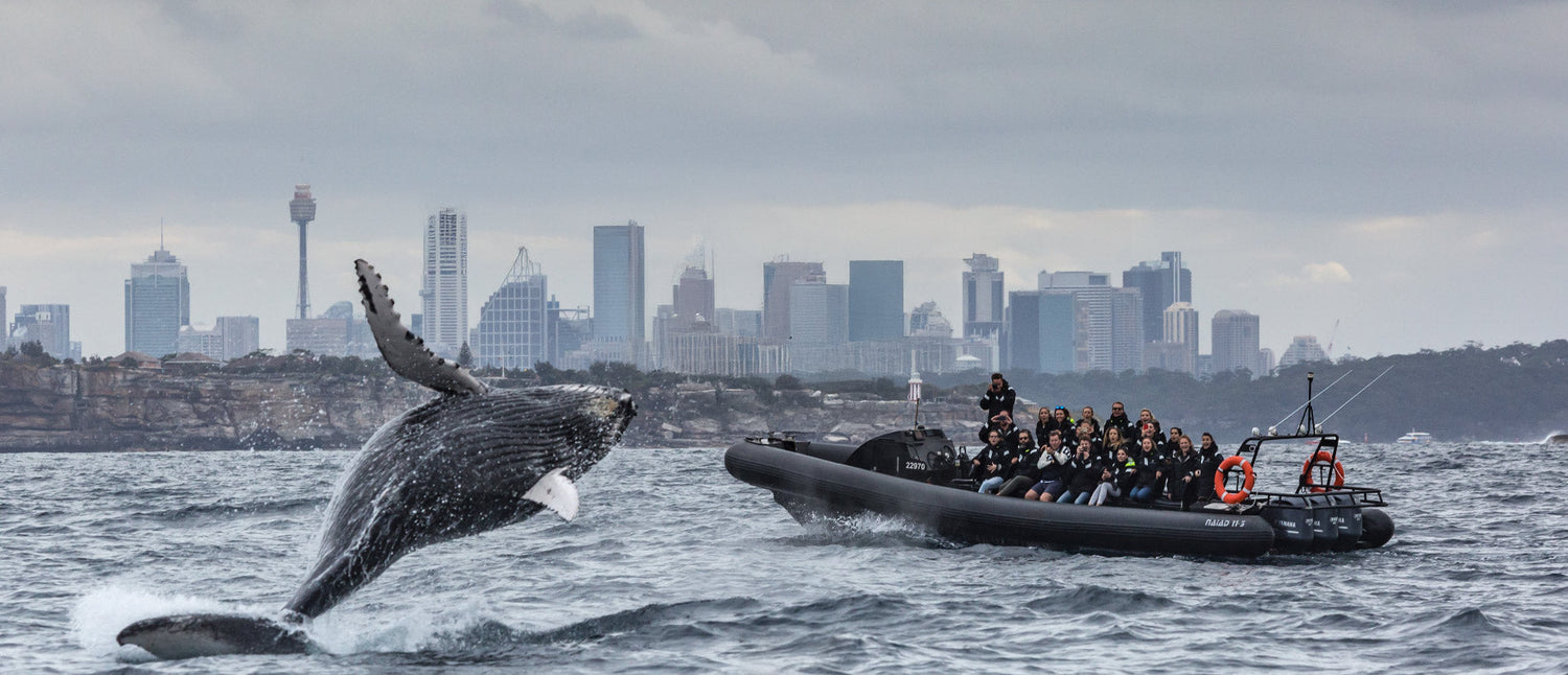Ocean Extreme Whale Watching