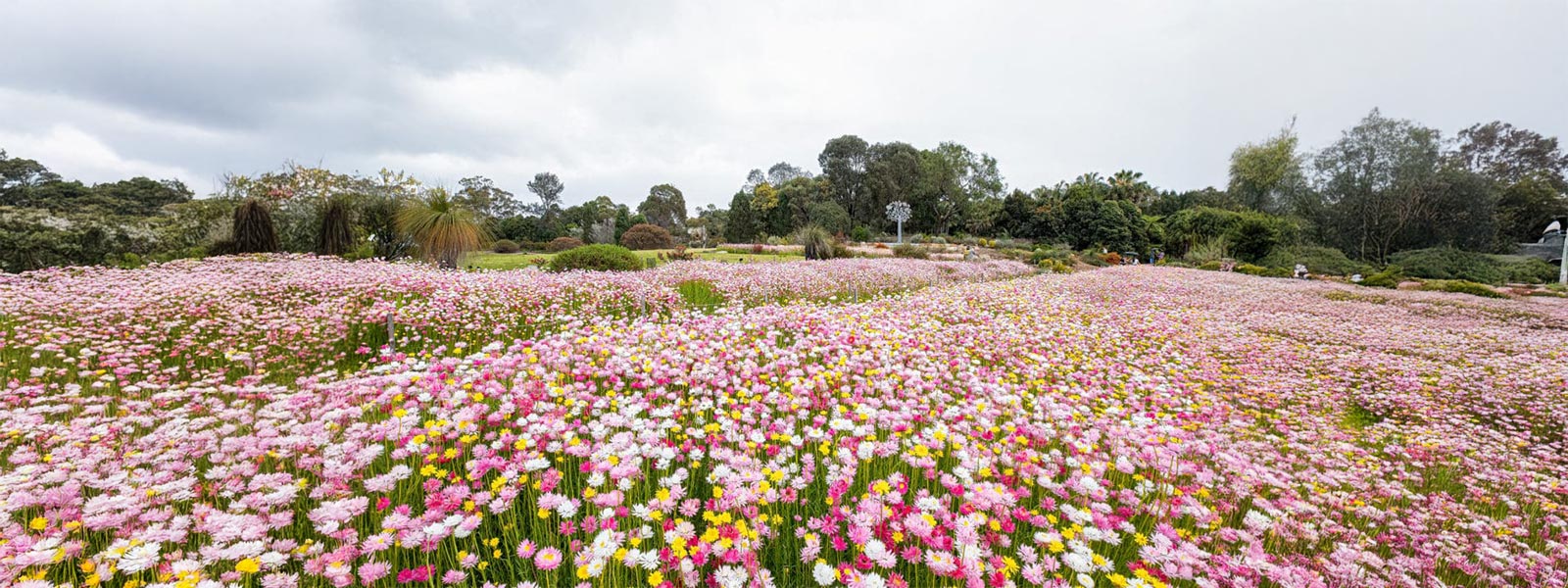Paper Daisies Mount Annan | Australian Botanic Garden 2025