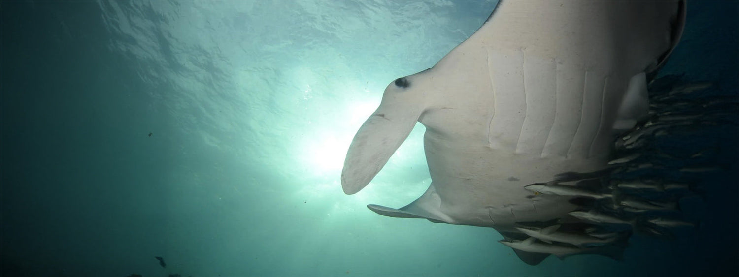 Sundive Byron Bay – Dive into Marine Mindfulness
