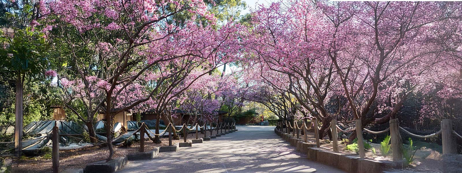 Visitors walking under cherry blossom trees at Sydney Cherry Blossom Festival 2025, Auburn Botanic Gardens.