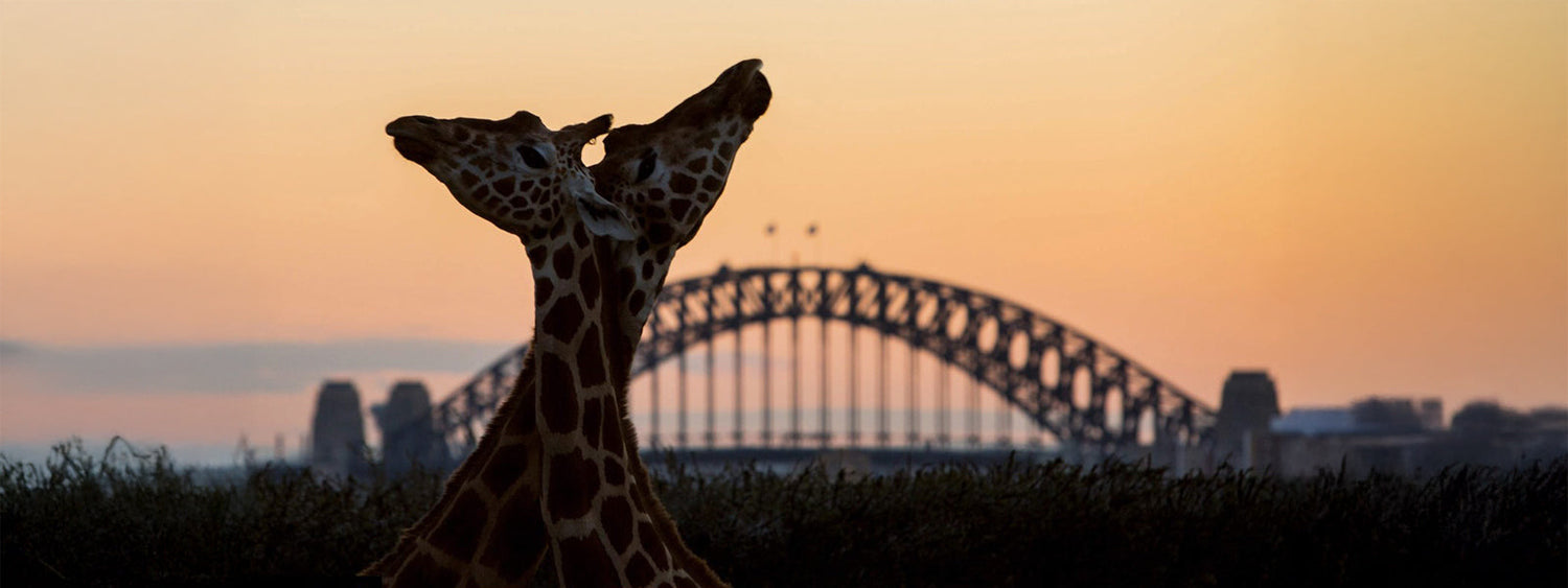 Taronga Zoo After Dark 