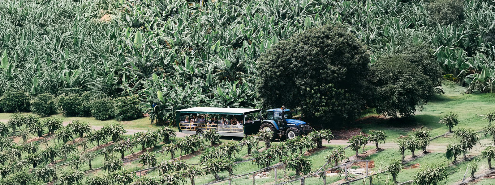 Tropical Fruit World NSW – Tours, Tickets & Reviews