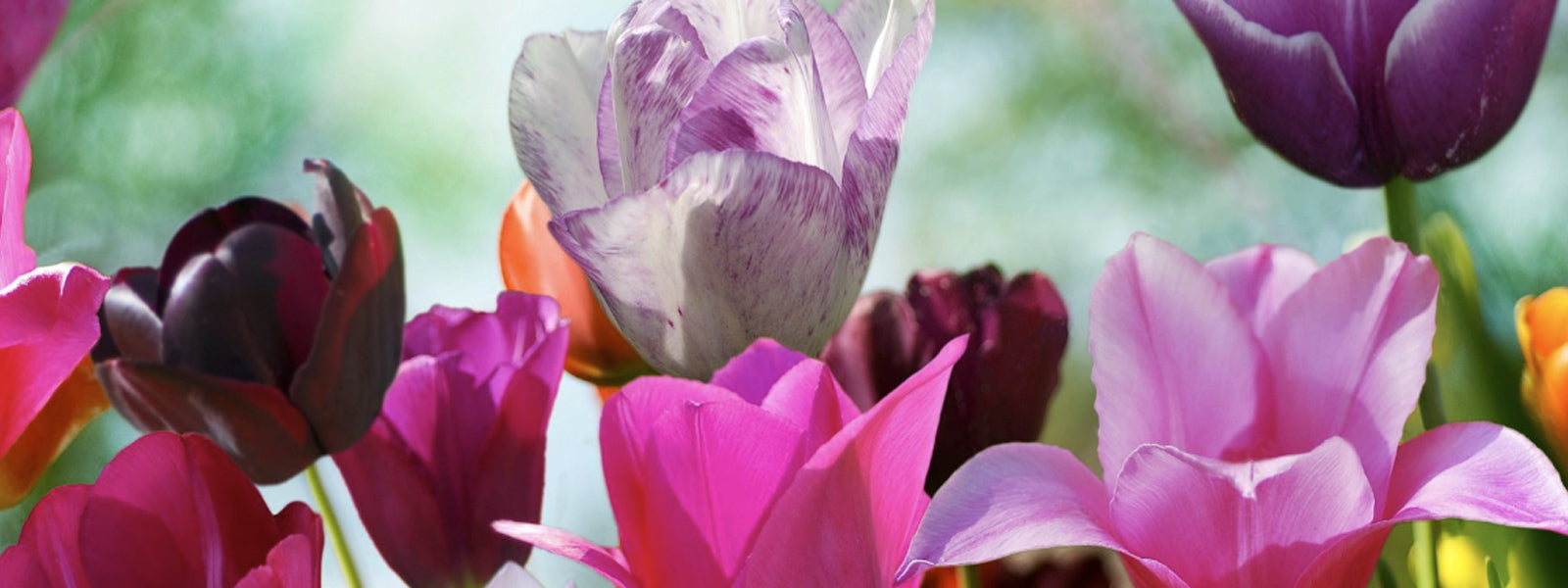 Tulip Time Flower Festival Bowral 2025