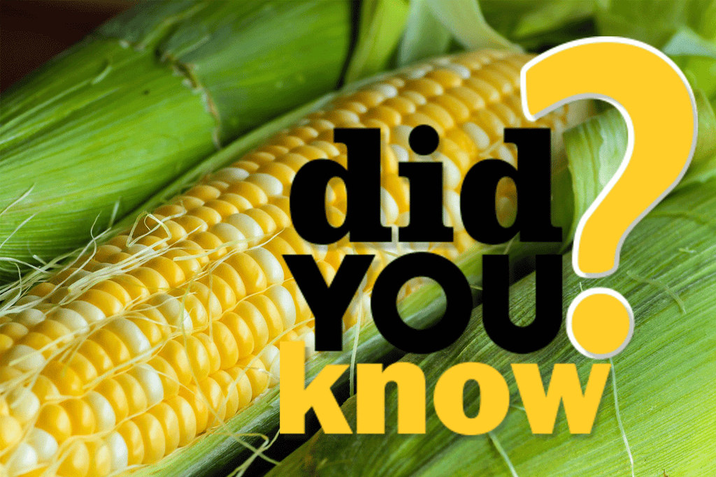 Did You Know? How our Farmers Grow Organic Sweet Corn