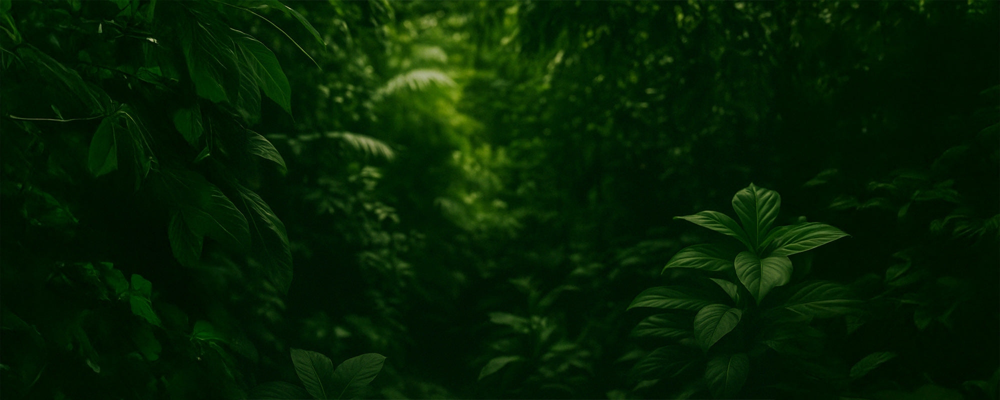Biohax Wellness