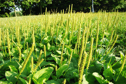 Organic Psyllium Husks — Premium Soluble Fibre