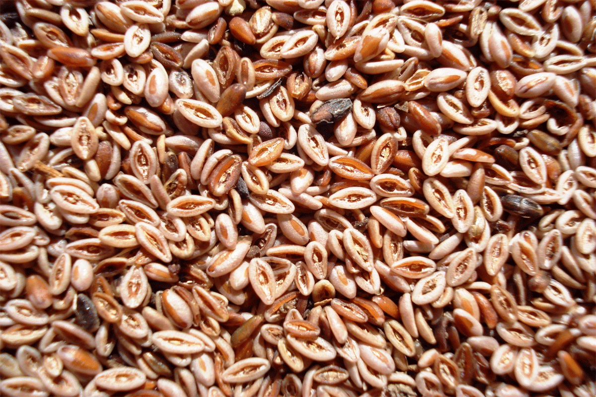 Organic Psyllium Husks — Premium Soluble Fibre