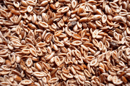 Organic Psyllium Husks — Premium Soluble Fibre